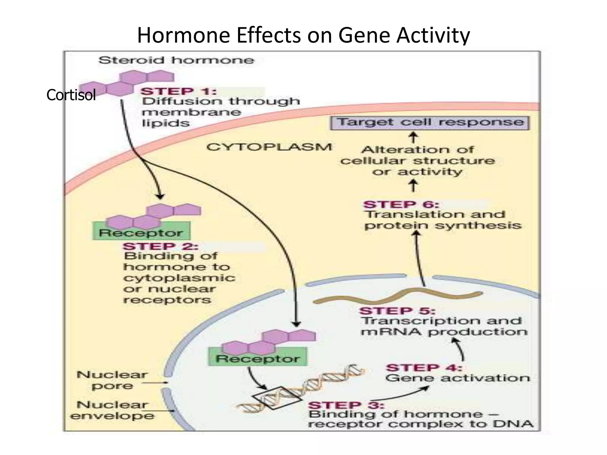 Hormone Effects on Gene Activity
Cortisol
 