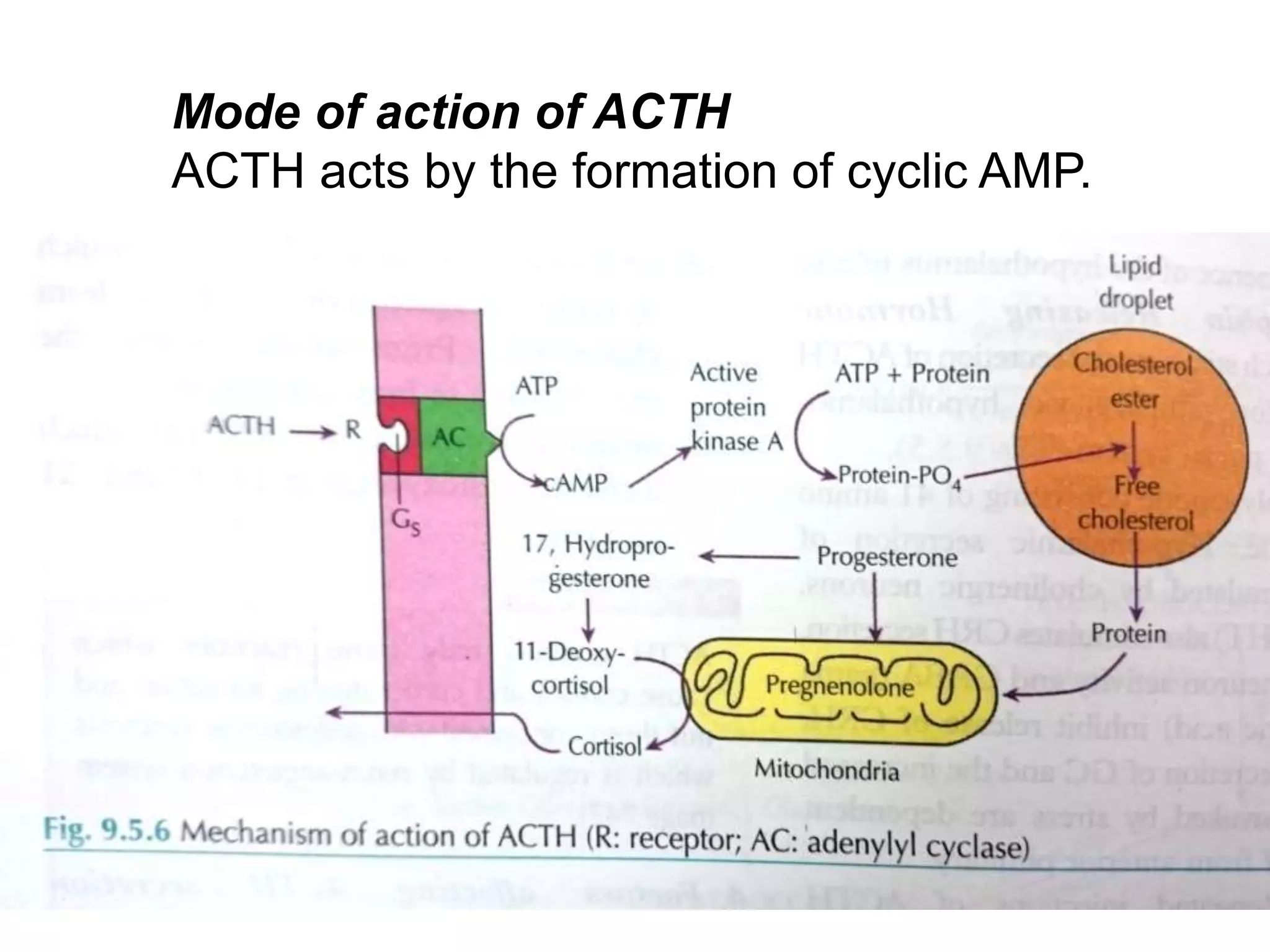 Mode of action of ACTH
ACTH acts by the formation of cyclic AMP.
 