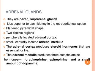 Picture of Adrenal gland - Secretion, Function and Regulation | PPT
