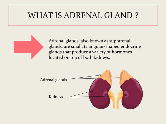 View of Adrenal gland | PPT