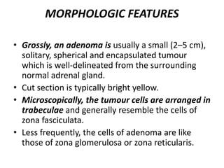 MORPHOLOGIC FEATURES
• Grossly, an adenoma is usually a small (2–5 cm),
solitary, spherical and encapsulated tumour
which is well-delineated from the surrounding
normal adrenal gland.
• Cut section is typically bright yellow.
• Microscopically, the tumour cells are arranged in
trabeculae and generally resemble the cells of
zona fasciculata.
• Less frequently, the cells of adenoma are like
those of zona glomerulosa or zona reticularis.
 