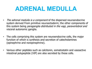 ADRENAL MEDULLA
• The adrenal medulla is a component of the dispersed neuroendocrine
system derived From primitive neuroectoderm; the other components of
this system being paraganglia distributed in the vagi, paravertebral and
visceral autonomic ganglia.
• The cells comprising this system are neuroendocrine cells, the major
function of which is synthesis and secretion of catecholamines
(epinephrine and norepinephrine).
• Various other peptides such as calcitonin, somatostatin and vasoactive
intestinal polypeptide (VIP) are also secreted by these cells.
 