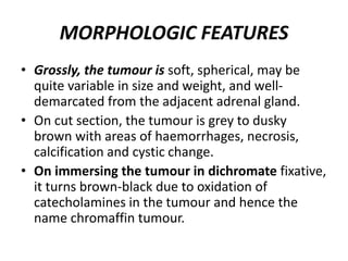 MORPHOLOGIC FEATURES
• Grossly, the tumour is soft, spherical, may be
quite variable in size and weight, and well-
demarcated from the adjacent adrenal gland.
• On cut section, the tumour is grey to dusky
brown with areas of haemorrhages, necrosis,
calcification and cystic change.
• On immersing the tumour in dichromate fixative,
it turns brown-black due to oxidation of
catecholamines in the tumour and hence the
name chromaffin tumour.
 