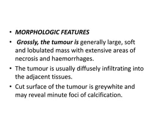 • MORPHOLOGIC FEATURES
• Grossly, the tumour is generally large, soft
and lobulated mass with extensive areas of
necrosis and haemorrhages.
• The tumour is usually diffusely infiltrating into
the adjacent tissues.
• Cut surface of the tumour is greywhite and
may reveal minute foci of calcification.
 