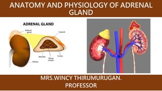 ANATOMY AND PHYSIOLOGY OF ADRENAL
GLAND
MRS.WINCY THIRUMURUGAN.
PROFESSOR
 