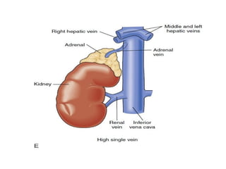 adrenal glands applied anatomy and adrenalectomy | PPTX
