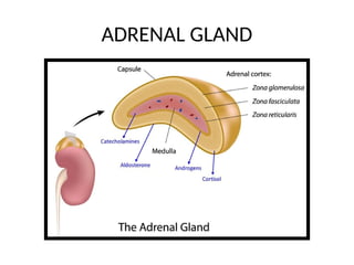ADRENAL GLAND in humans systems .pptx