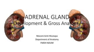 ADRENAL GLAND
Development & Gross Anatomy
Marami binti Mustapa
Department of Anatomy
FMDH NDUM
 
