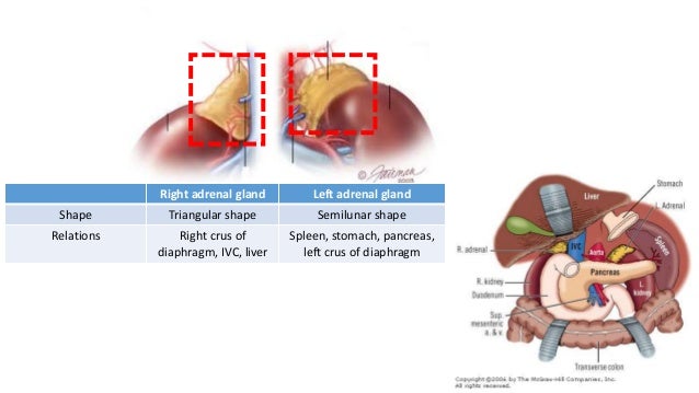 Adrenal gland endocrine-