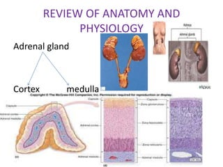 REVIEW OF ANATOMY AND
               PHYSIOLOGY
Adrenal gland



Cortex      medulla
 
