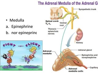 • Medulla
a. Epinephrine
b. nor epineprine
 
