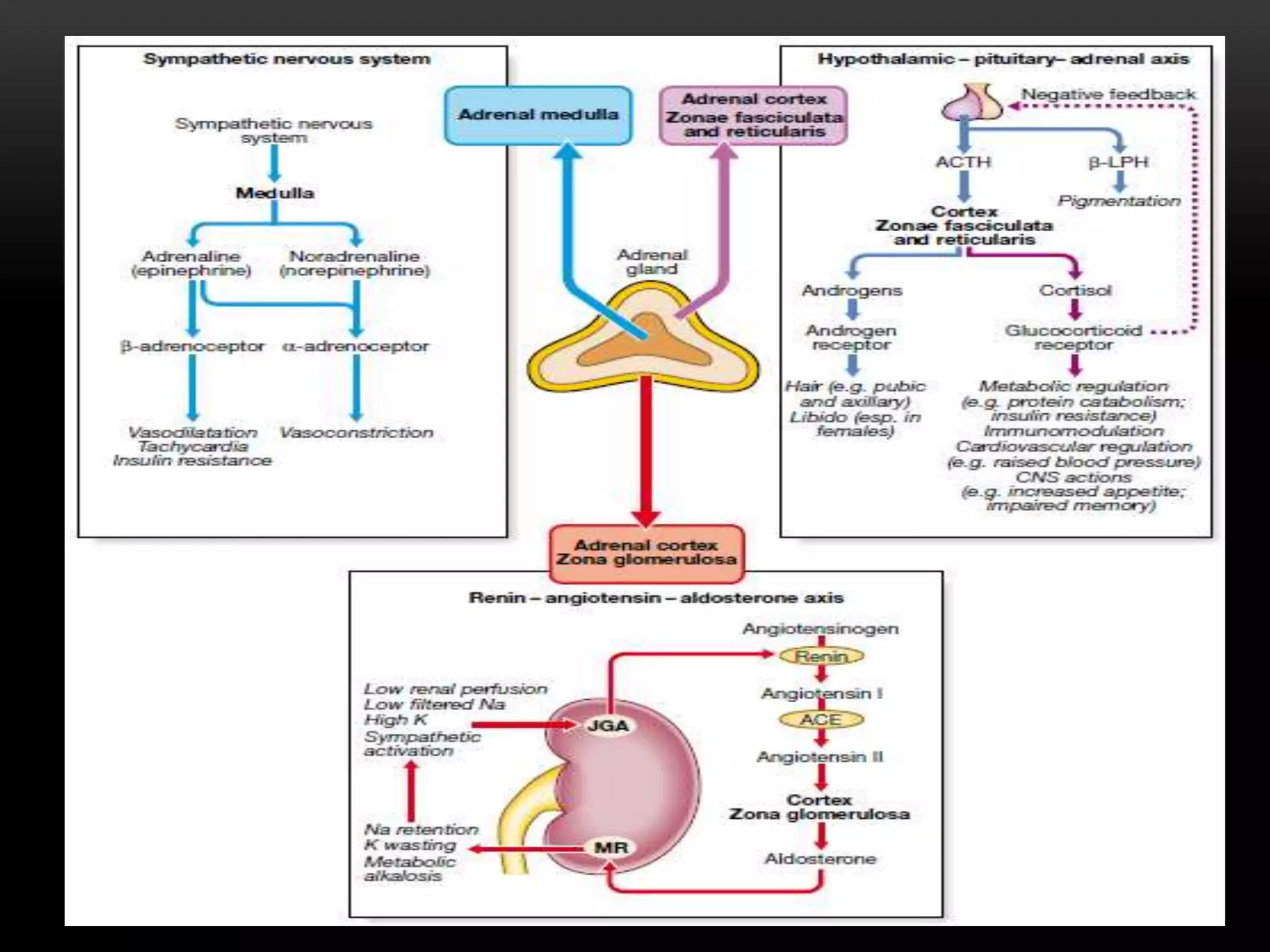 Adrenal gland functions and adrenal insufficiency | PPTX