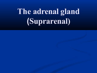The adrenal gland
(Suprarenal)
 