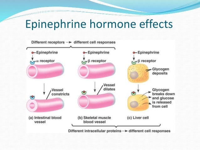 hormones produced by adrenal gland hormones produced by adrenal gland