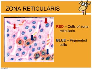 Zona Reticularis Adrenal glands | PDF