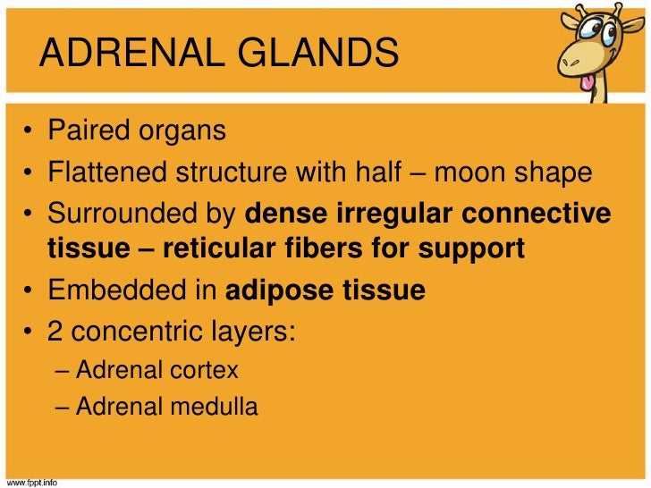 definition of adrenal gland definition of adrenal gland