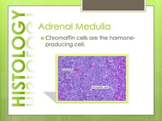 Adrenal Medulla
 Chromaffincells are the hormone-
 producing cell.
 