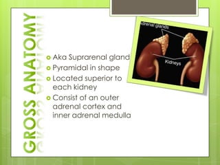  Aka Suprarenal gland
 Pyramidal in shape
 Located superior to
  each kidney
 Consist of an outer
  adrenal cortex and
  inner adrenal medulla
 