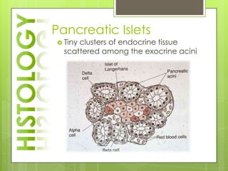 Pancreatic Islets
 Tinyclusters of endocrine tissue
  scattered among the exocrine acini
 