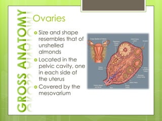 Ovaries
 Sizeand shape
  resembles that of
  unshelled
  almonds
 Located in the
  pelvic cavity, one
  in each side of
  the uterus
 Covered by the
  mesovarium
 
