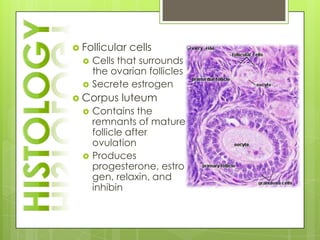  Follicular   cells
     Cells that surrounds
      the ovarian follicles
     Secrete estrogen
 Corpus    luteum
     Contains the
      remnants of mature
      follicle after
      ovulation
     Produces
      progesterone, estro
      gen, relaxin, and
      inhibin
 