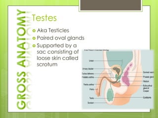 Testes
 Aka  Testicles
 Paired oval glands
 Supported by a
  sac consisting of
  loose skin called
  scrotum
 