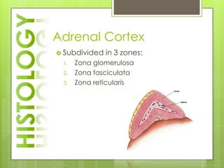 Adrenal Cortex
 Subdivided   in 3 zones:
 1.   Zona glomerulosa
 2.   Zona fasciculata
 3.   Zona reticularis
 