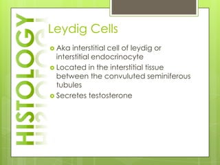 Leydig Cells
 Aka  interstitial cell of leydig or
  interstitial endocrinocyte
 Located in the interstitial tissue
  between the convuluted seminiferous
  tubules
 Secretes testosterone
 