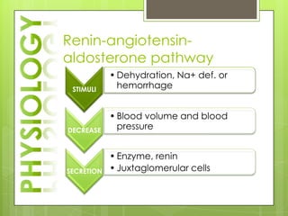 Renin-angiotensin-
aldosterone pathway
            • Dehydration, Na+ def. or
 STIMULI      hemorrhage


            • Blood volume and blood
DECREASE      pressure


            • Enzyme, renin
SECRETION   • Juxtaglomerular cells
 