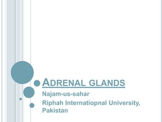 Sahar Riphah Adrenal glands | PPTX