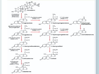Adrenal glands | PPTX