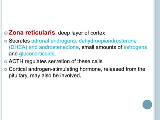 Zona Reticularis Adrenal glands | PPTX