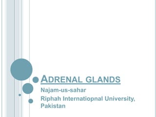 ADRENAL GLANDS
Najam-us-sahar
Riphah Internatiopnal University,
Pakistan
 