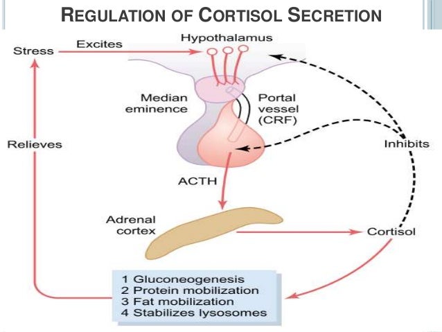 hormone secreted by adrenal gland hormone secreted by adrenal gland