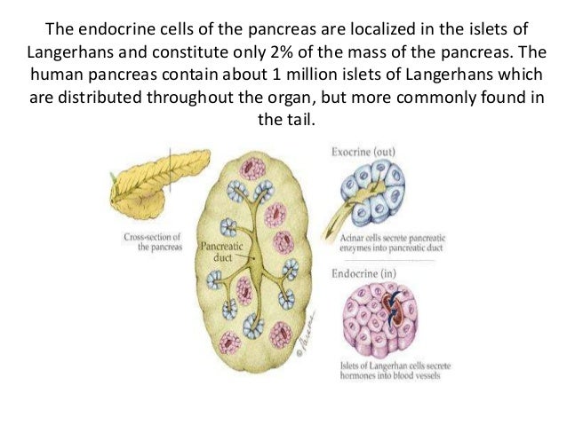 Adrenal glands