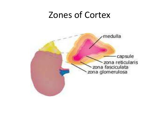 secretes cortisol and aldosterone