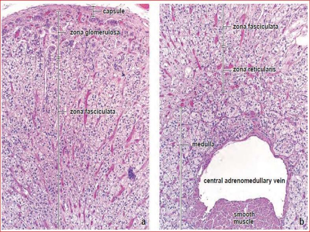 HISTOLOGY OF ADRENAL GLANDS