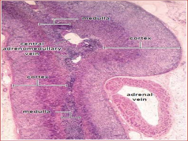 Adrenal Gland Histology Diagram