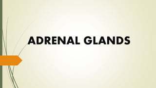 ADRENAL GLANDS
 