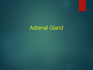 Adrenal Gland
 