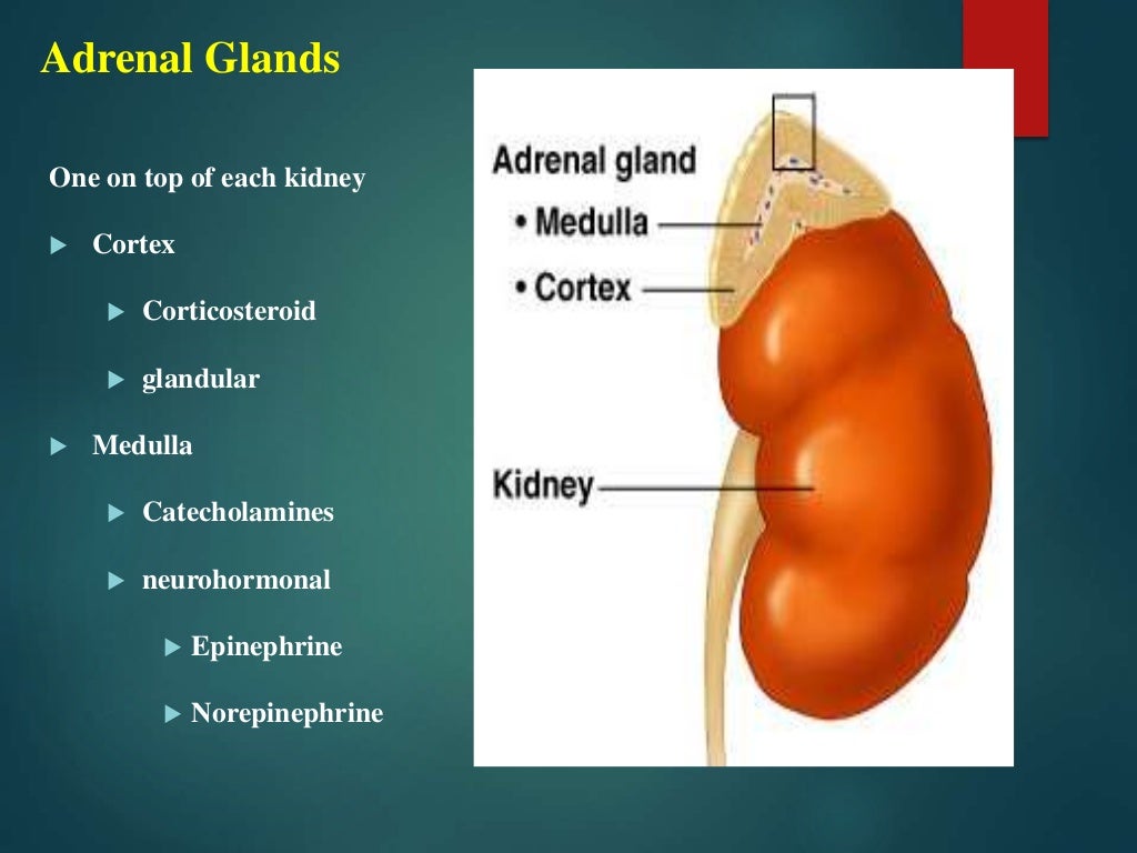 Adrenal glands