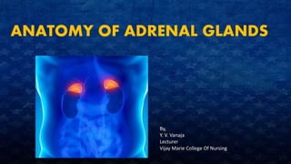 ANATOMY OF ADRENAL GLANDS
By,
Y. V. Vanaja
Lecturer
Vijay Marie College Of Nursing
 