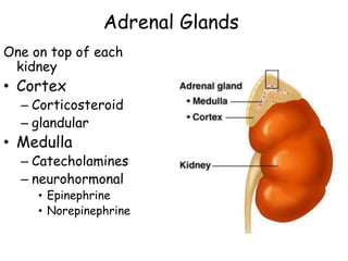 Adrenal Glands
One on top of each
kidney
• Cortex
– Corticosteroid
– glandular
• Medulla
– Catecholamines
– neurohormonal
• Epinephrine
• Norepinephrine
 