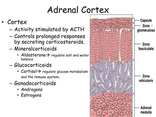 Adrenal Cortex
• Cortex
– Activity stimulated by ACTH
– Controls prolonged responses
by secreting corticosteroids.
– Mineralcorticoids
• Aldosterone regulate salt and water
balance
– Glucocorticoids
• Cortisol regulate glucose metabolism
and the immune system.
– Gonadocorticoids
• Androgens
• Estrogens
 
