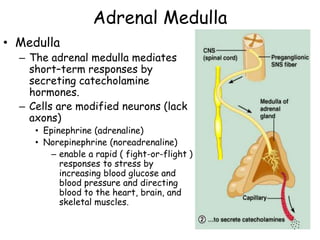 Adrenal Medulla
• Medulla
– The adrenal medulla mediates
short–term responses by
secreting catecholamine
hormones.
– Cells are modified neurons (lack
axons)
• Epinephrine (adrenaline)
• Norepinephrine (noreadrenaline)
– enable a rapid ( fight-or-flight )
responses to stress by
increasing blood glucose and
blood pressure and directing
blood to the heart, brain, and
skeletal muscles.
 