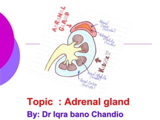 Topic : Adrenal gland
By: Dr Iqra bano Chandio
 