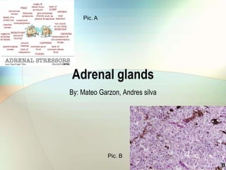 Adrenal glands
By: Mateo Garzon, Andres silva
Pic. A
Pic. B
 