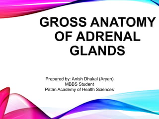 GROSS ANATOMY
OF ADRENAL
GLANDS
Prepared by: Anish Dhakal (Aryan)
MBBS Student
Patan Academy of Health Sciences
 