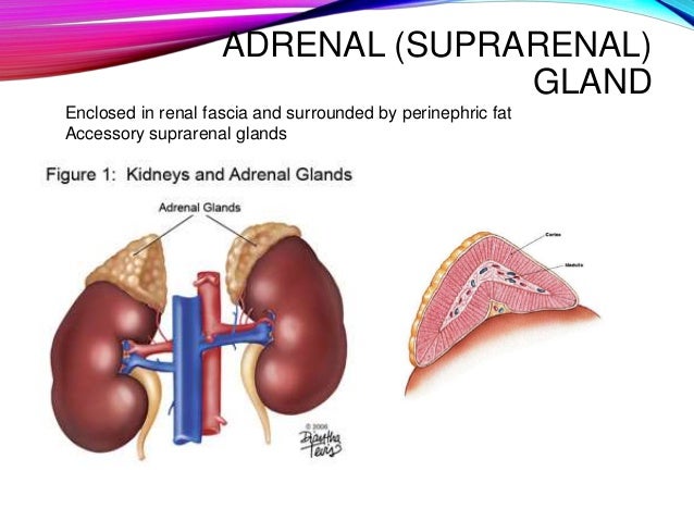 Adrenal glands anatomy