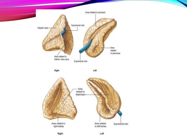 Adrenal glands anatomy